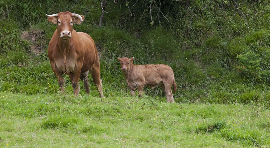 Agroturismo Ibarre Antzuola Kültér fotó